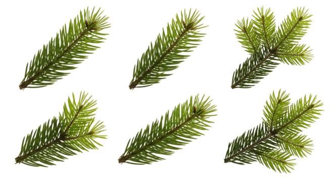 Several fresh green pine branches with delicate needles arranged in a grid pattern on a white background