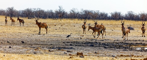  Südafrikanische Kuhantilopen