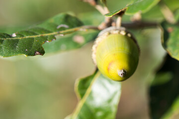 English oak acorn, close up, soft focus