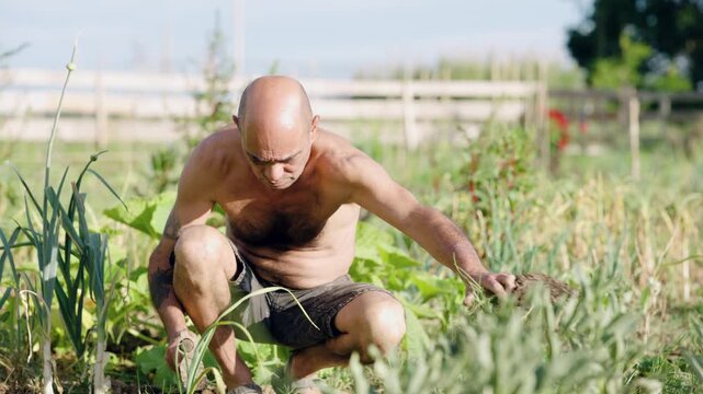 Middle-aged bald man working shirtless in his vegetable patch. The focused gardener is weeding the ground with a hoe on a sunny day