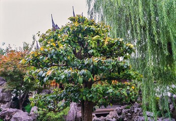 Asia, China, Shanghai, Yu Garden, November 2025