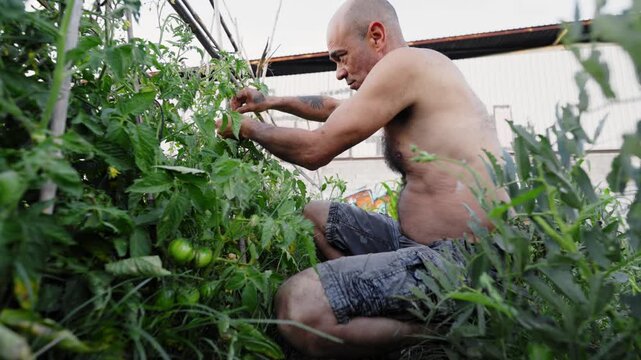 Middle-aged shirtless gardener crouching down while carefully inspecting and tending to his unripe green tomato plants in a lush home garden