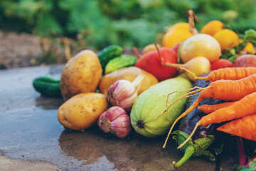 Harvest vegetables in the garden. Selective focus.