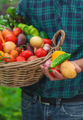 A man with a harvest of vegetables in the garden. Selective focus.