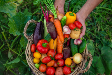 A man with a harvest of vegetables in the garden. Selective focus.