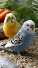 Fototapeta premium Bright blue and yellow budgerigars munch on fresh parsley in their comfortable space, showing lively interaction and enjoyment