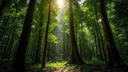 Sunlight streams through tall, lush trees in a vibrant, verdant, deep forest