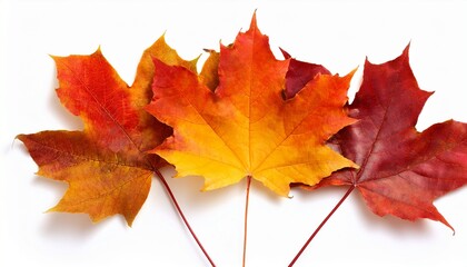 Obraz premium Maple Colored Autumn Falling Leaves Isolated On White Background