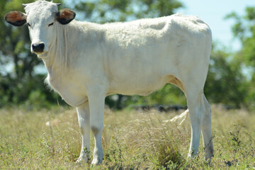 Side view, medium distance of, a single Florida Cracker cafe, standing in a tropical, fenced field, under mid-morning sunlight