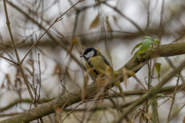 Great tit Parus major sits on a branch framed by tangled twigs. Shallow depth of field highlights the small songbird in a winter woodland.