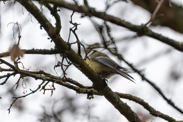Great tit Parus major perches on a mossy branch, partly hidden by twigs. Soft grey sky and winter trees create a calm woodland mood.