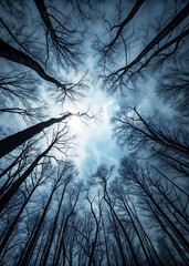 Ethereal Sky Over Desolate Forest