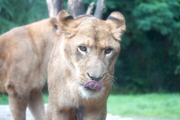 Lioness Licking Her Lips in a Natural Habitat