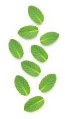 Fresh green mint leaves isolated on white background aromatherapy concept