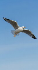 A seagull, captured mid-flight against a clear, azure sky. Its wings are fully extended, body angled for optimal lift. Details of its feathers are visible