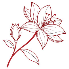 Elegant lily flower with bud, botanical line art