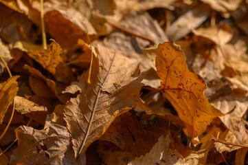 Autumn Leaves with Veins and Texture