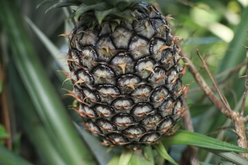 Close up, young unripe pineapple fruit, with blurred nature background