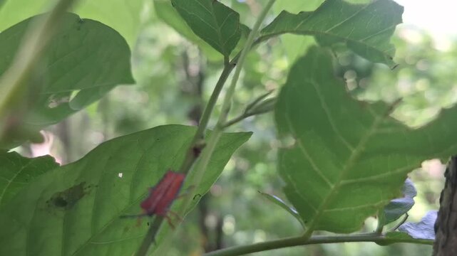 A single vibrant red leaf stands out among lush green foliage in a peaceful forest setting, symbolizing change and individuality