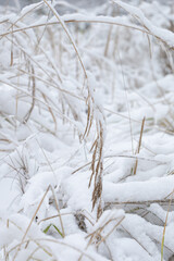 snow covered grass