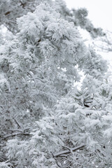 snow covered pine trees