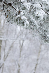 snow covered pine trees background