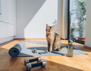 Motivated cat in sunny home gym with yoga mat and dumbbells