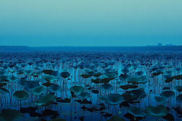 vast lotus-filled wetland merging into an endless horizon of blue water