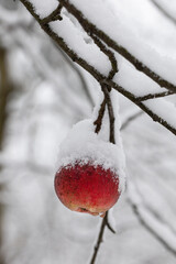 red apples in snow at the forest