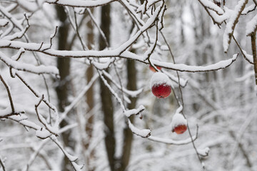 red apples in snow at the forest