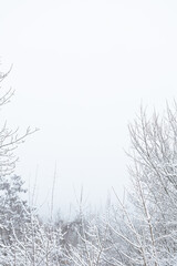 snow covered branches frame background