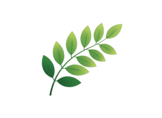 A delicate green leaf branch illustration with a smooth gradient on a transparent background perfect for organic branding and natural designs