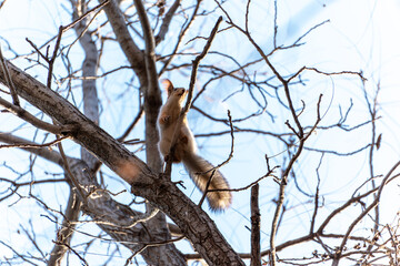 A small, light-colored squirrel is captured mid-climb on the bare branches of a tree, reaching upwards towards the sky. The bright sunlight create a natural, dynamic wildlife scene.