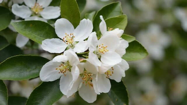 Beautiful panoramic banner of white apple tree blossoms in full bloom during springtime. A fresh and natural floral background for a seasonal website header or garden design