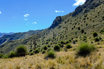 Titanka (Puya raimondii), a beautiful population (stand) of puyas in a beautiful landscape, is an endangered species.