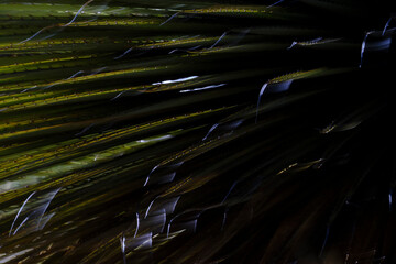 Beautiful detail of a young Titanca (Puya raimondii), detail of the thorny leaves on a dark background.