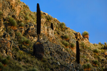 Titanka (Puya raimondii), a beautiful specimen in a beautiful landscape of a puya that has reached maturity and completed its inflorescence phase, is an endangered species.