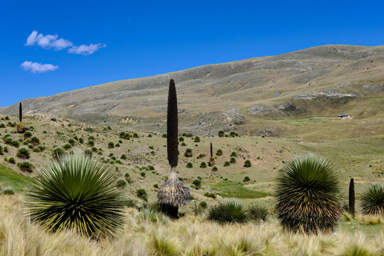 Titanka (Puya raimondii), a beautiful specimen in a beautiful landscape of a puya that has reached maturity and completed its inflorescence phase, is an endangered species.