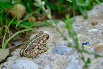 Andean spiny toad (Rhinella spinulosa), perched in the grass