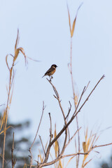 European Stonechat (Saxicola rubicola) Perched on Branch in Natural Habitat