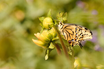 Le machaon © Dreams 14