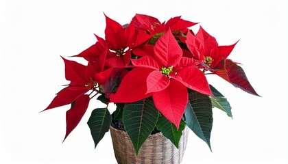 Red Poinsettia Flower In Flower Pot Isolated On White Background Christmas Flowers