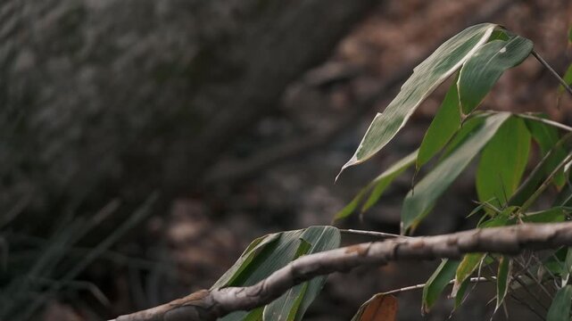大木の傾く森の中の小さな川の流れ