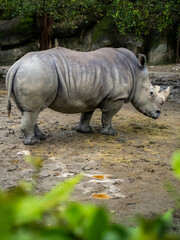 Fototapeta premium 台北市立動物園