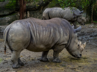 Fototapeta premium 台北市立動物園