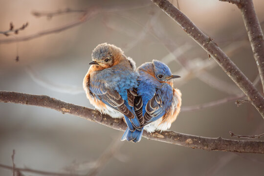 Eastern Bluebirds huddle together for warmth on a blustery winter morning.