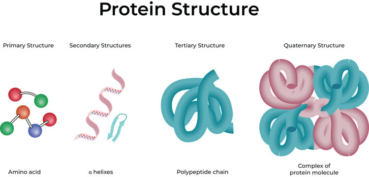 Protein Structure Primary Secondary Tertiary Quaternary Vector Illustration