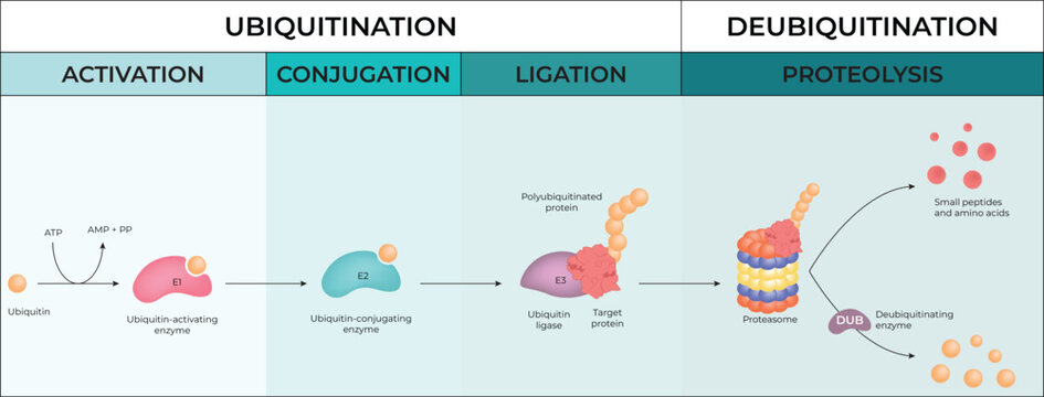 Ubiquitination and Deubiquitination Pathway in Protein Degradation