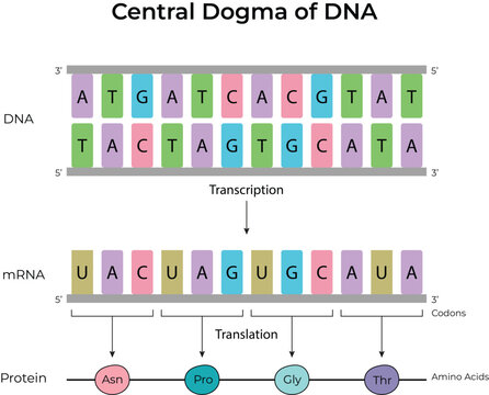 Central Dogma of DNA Transcription, Translation and Protein Synthesis
