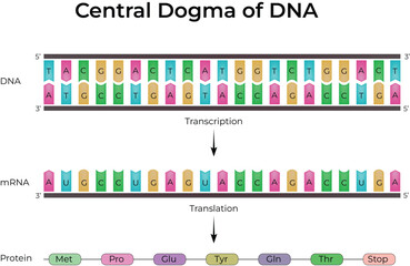 Central Dogma of DNA Transcription, Translation and Protein Synthesis Design